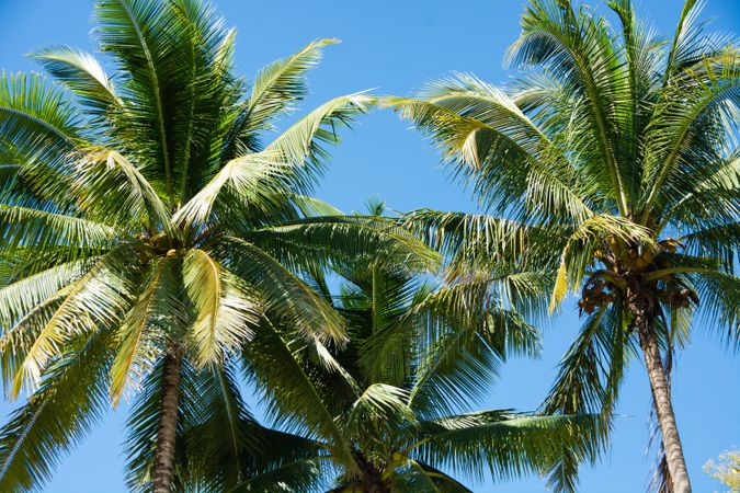 Coconut Palm Trees, Beautiful Tropical Background, Summer Concept.