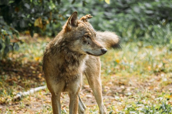 Wild wolf looking away in nature
