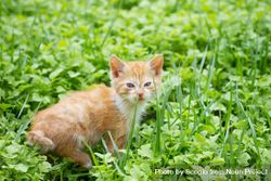 Orange tabby cat on green grass 4OXmgb
