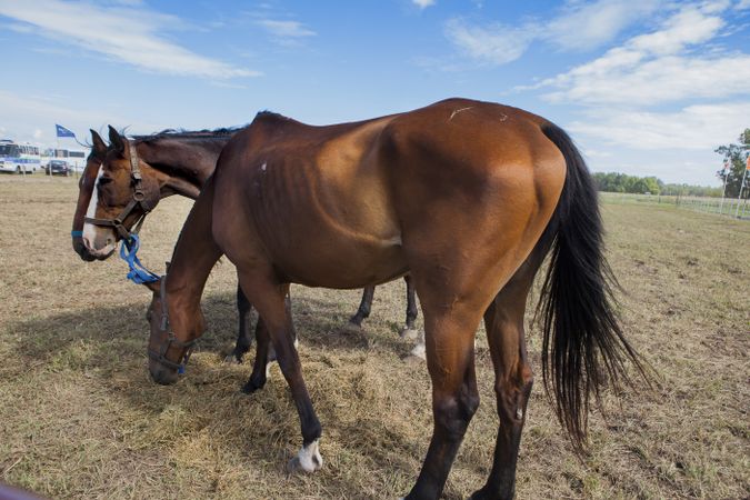 Horses standing in field paddock