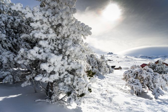 Snowed pine tree in ski resort of Sierra Nevada