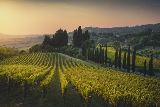 Maremma landscape. Vineyards at sunset and Casale Marittimo in the background.Tuscany, Italy