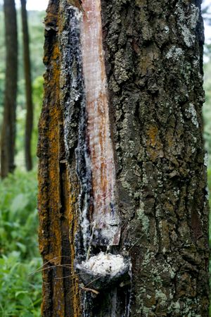 Side of tree with sap being collected in the forest