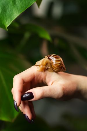 Snail Achatina on woman hand
