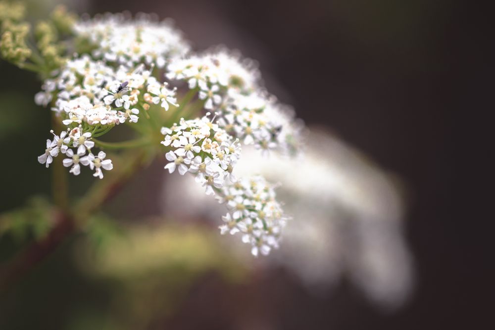 Side view of queen’s Anne’s lace flowers with selective focus
