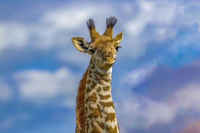 Baby Massai Giraffe calf on Crescent Island, Lake Naivasha, Kenya
