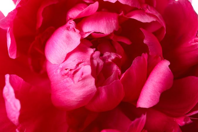 Beautiful pink peony flower as background, closeup