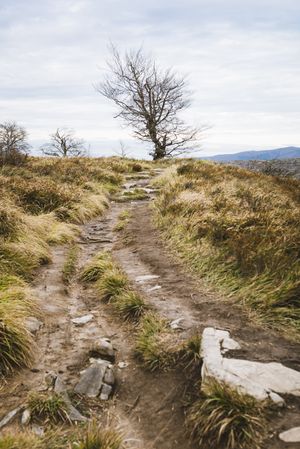 Lonely tree between grass on hill
