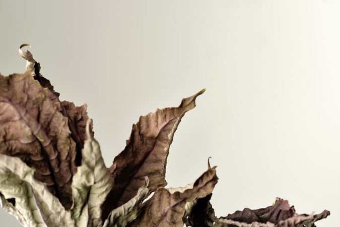 Dried branch, educational still life for drawing