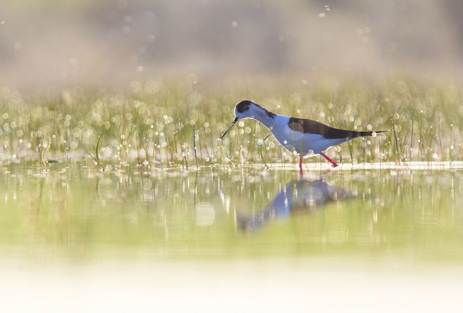 Wild bird walking on water