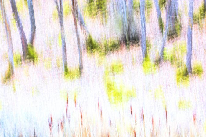Blurred trees in green forest