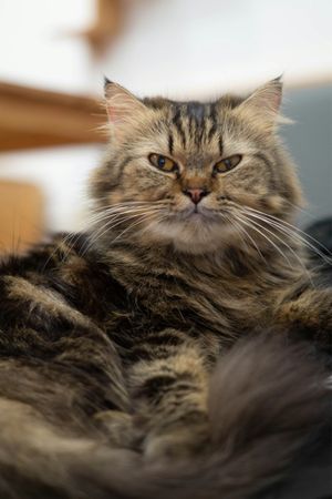 Fluffy Brown Maine Coon Cat Portrait
