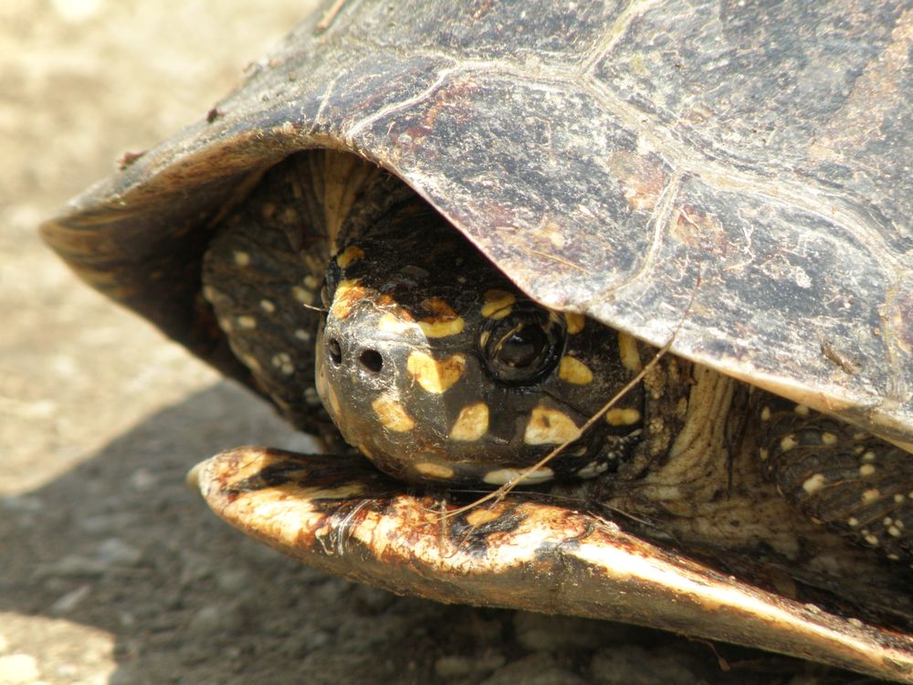 Turtle