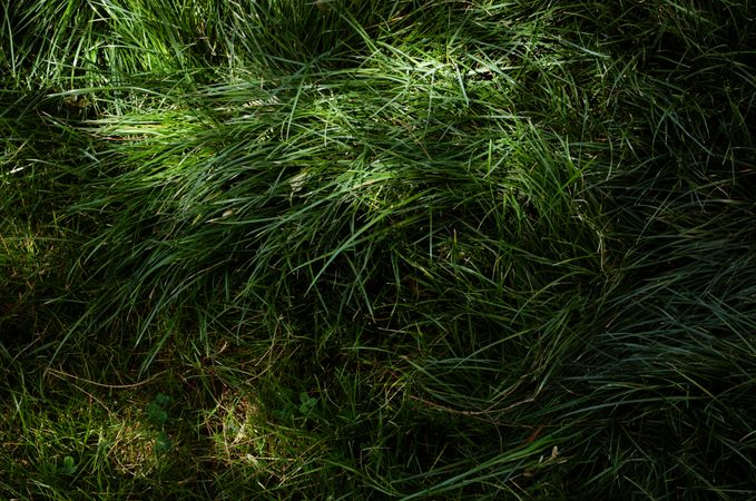 Dark Green Grass From Above