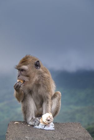 Macaque monkey eating ice cream cone, vertical