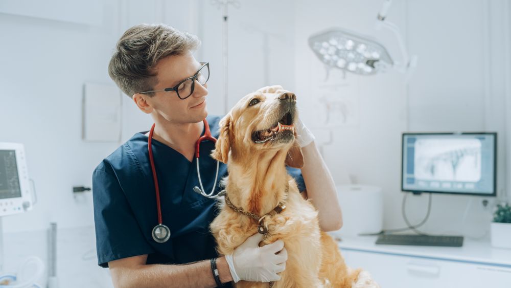 Portrait of a Young Veterinarian in Glasses Petting a Noble Healthy Golden Retriever Pet in a Modern Veterinary Clinic.