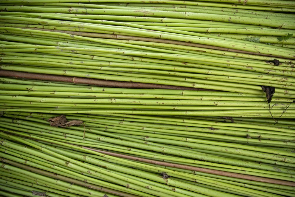 Green Raw Jute Texture background. This is the Called Golden Fiber in Bangladesh