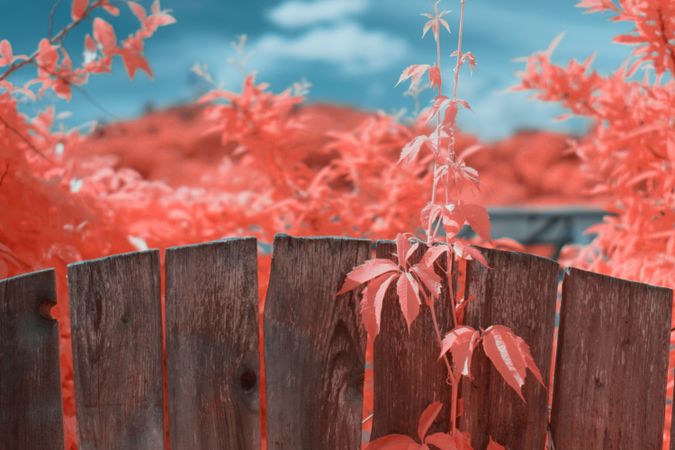 Infrared leaves near lumber fence