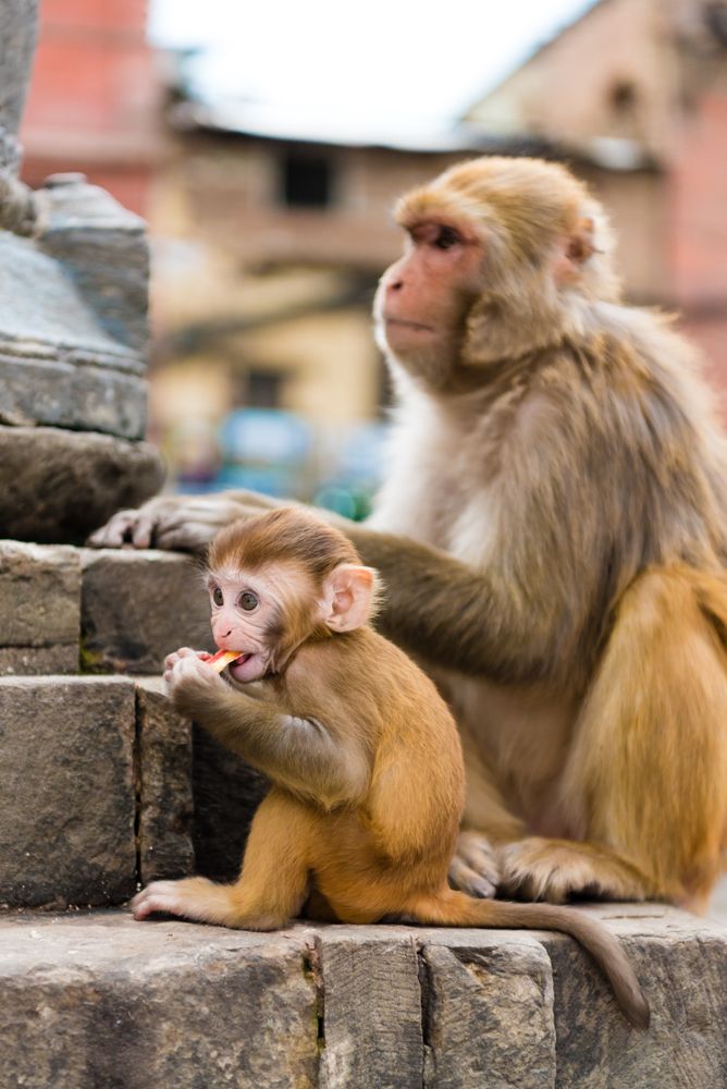 Brown monkey and offspring on gray rock
