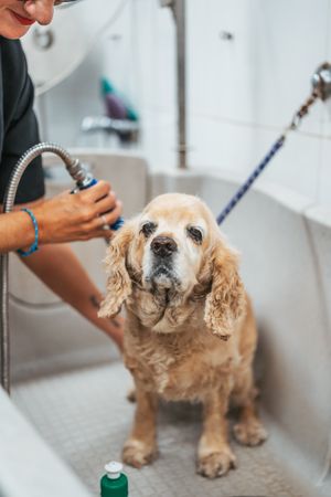 Female groomer washing dog in salon