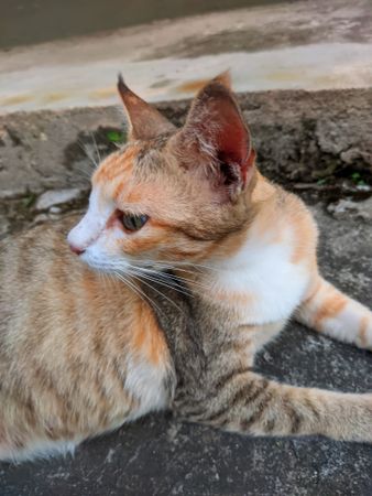 Pretty cat sitting at backyard