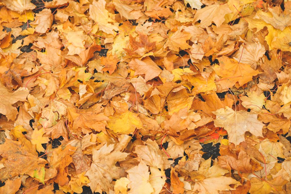 Fallen autumn leaves on whole background, top view