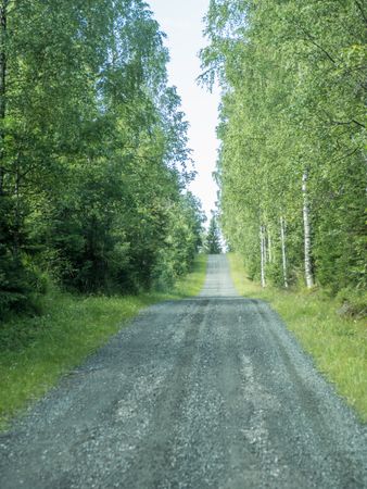 Gravel road in summer forest