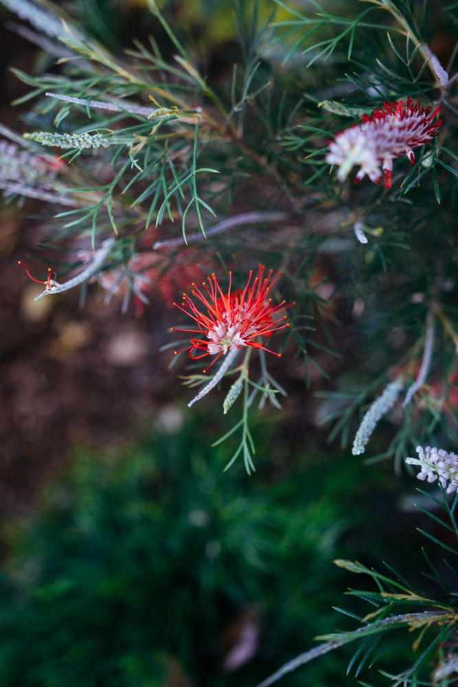 Dark red spiky flowers on dought tolerant shrub