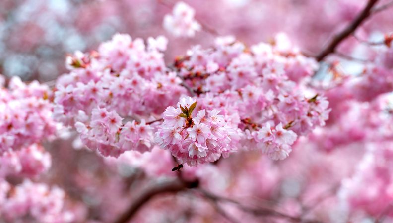 Cherry tree branch in blossom, extreme close up
