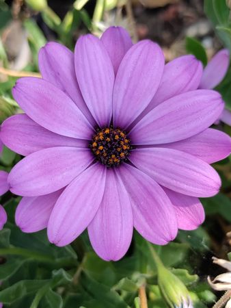 One purple African daisy flower