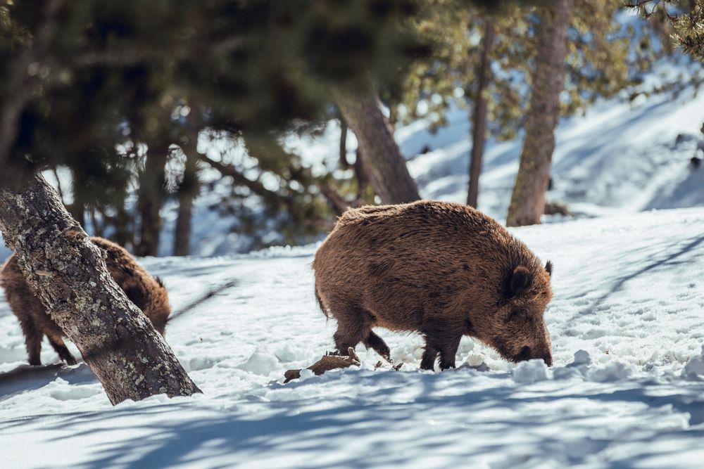 Boars pasturing between trees and snow
