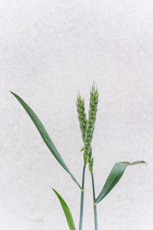 Green wheat plant in the grassland