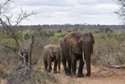 Brown elephant and offspring on green grass field