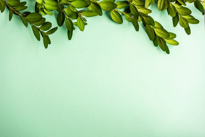 Card concept with lush green branch on pastel green background