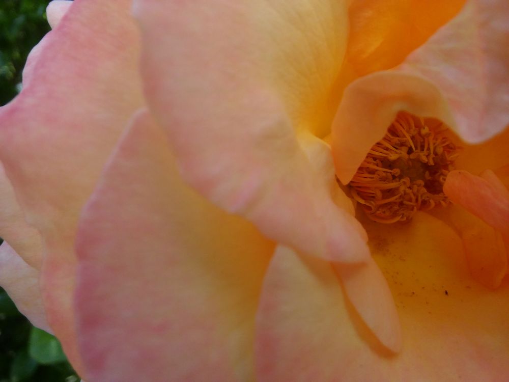 Close up of center of pink yellow flower