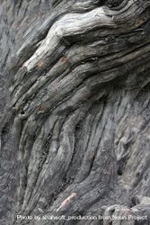 Close up texture of dry tree trunk 48mVRb