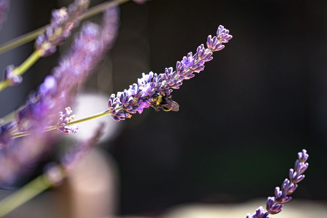 Side view of several purple lavender flowers with selective focus