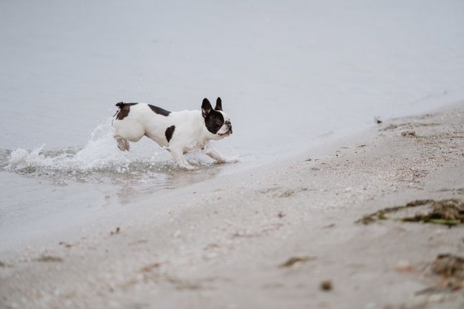 Dog running on beach near sea