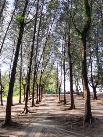 View of pine trees lined up in a row on the beach