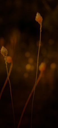 Close up of long onion grass on dark evening