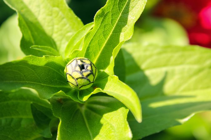 Flower bud is in green leaves. Spring.