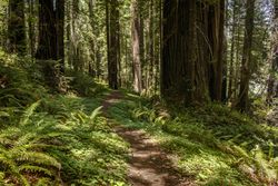 Muddy pathway in a green forest