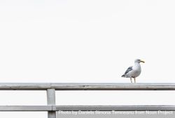 Single seagull on a fence 47Mgl0
