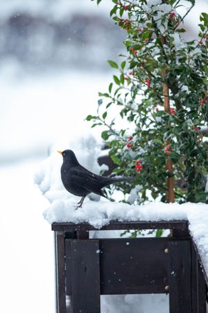 Dark bird on brown wooden fence covered with snow