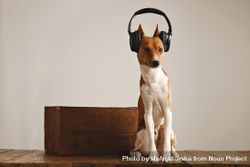 Dog in headphones seated next to wooden box 4BMEM5