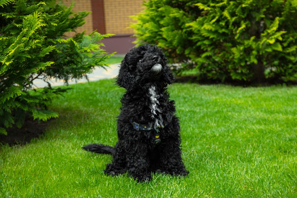 Cute puppy sitting at attention on grass