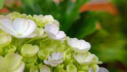 background of flowers blooming in spring