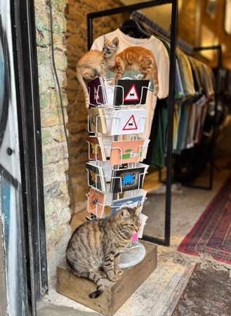 Cats in store in Galata District