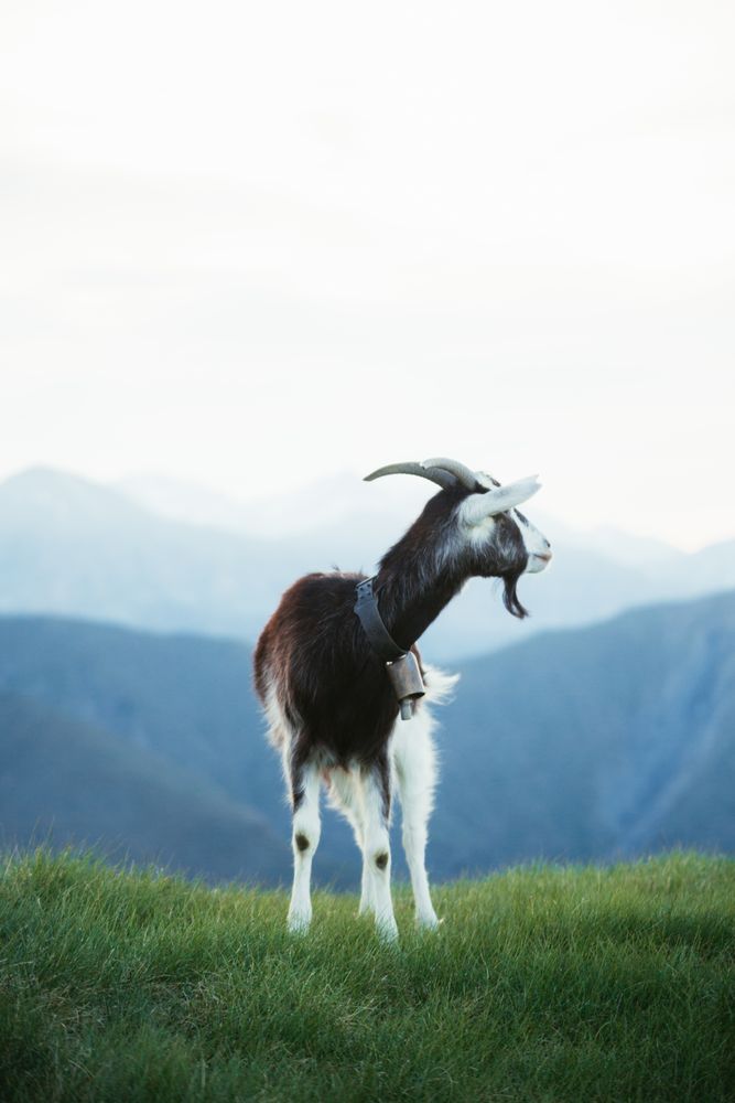 Goat grazing on meadow in Pyrenees mountains