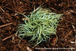 Small variegated green grass plant 426Py4